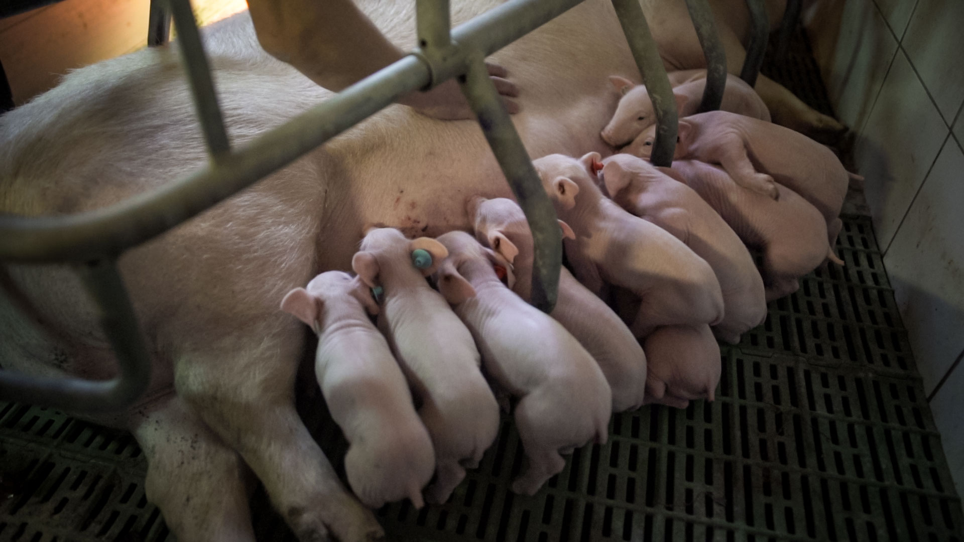 Neugeborene Ferkel saugen Muttermilch